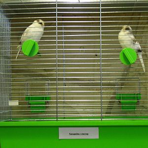 Gloster canaries - bird show'12