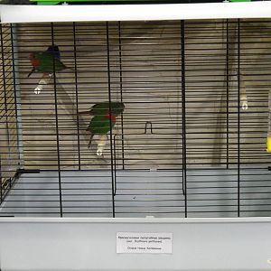 Red-throated parrotfinches - bird show'12