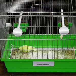 Pavlovo canaries - bird show'12