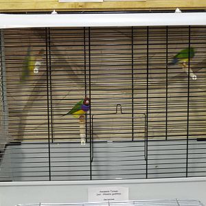 Gouldian finches - bird show'12