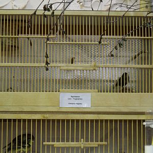 Eurasian wren - bird show'12