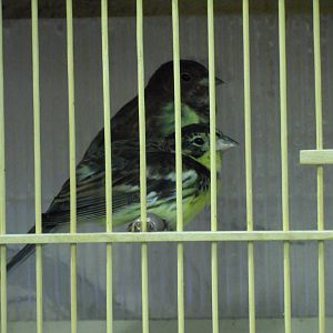 Chestnut and yellow-breasted buntings - bird show'12