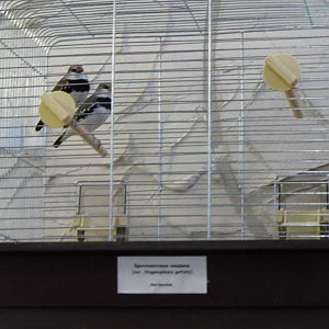 Diamond firetails - bird show'12