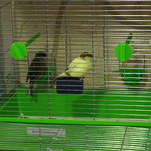 Gloster corona - bird show'12