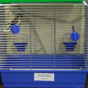 Indian silverbills - bird show'12