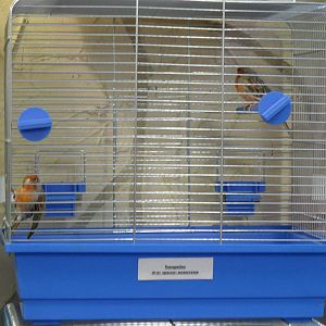 Red agate mosaic canaries - bird show'12