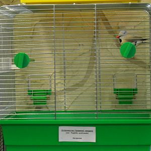 Long-tailed finches - bird show'12