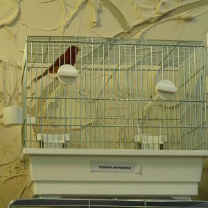 Red-black canary - bird show'12