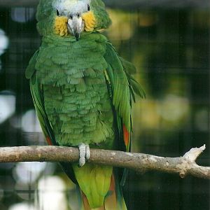 Orange-winged Amazon, 21st May 2013