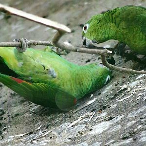 Yellow-crowned Amazons, 21st May 2013