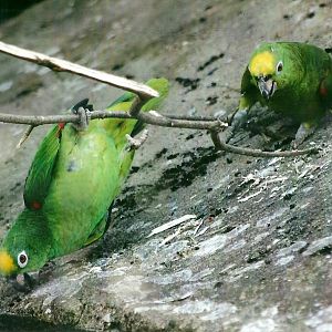 Yellow-crowned Amazons, 21st May 2013