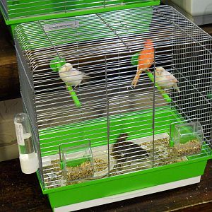 Canaries and Chinese quails - bird show'12