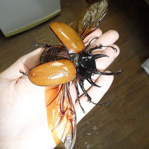 Eupatorus gracilicornis