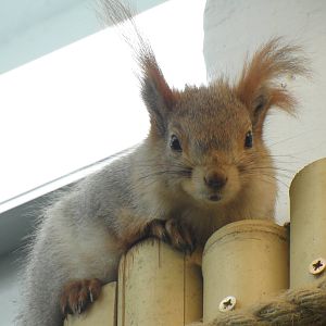 Red squirrel