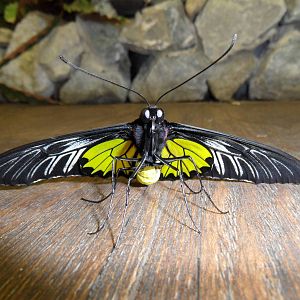 Golden birdwing male
