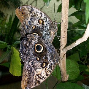 Caligo memnon mating
