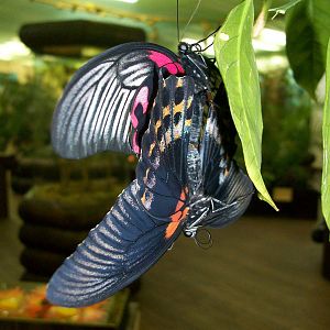 Papilio rumanzovia (on top) x Papilio memnon - mating