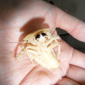 The cutest cockroach ever!