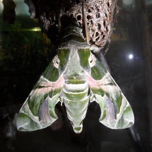 Oleander hawkmoth