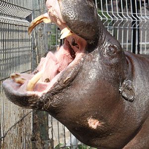 Pygmy hippo gape 2