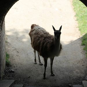 Guanaco