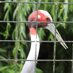 Sarus crane