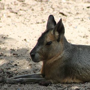Patagonian cavy