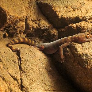 Giant Cave Gecko