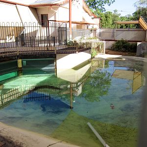 Saltwater Crocodile enclosure
