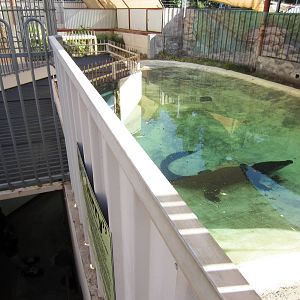 Saltwater Crocodile enclosure