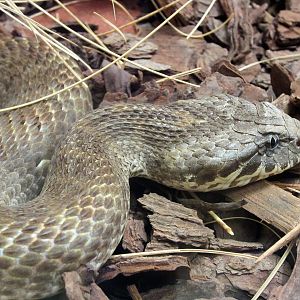 Northern Death Adder (Acanthophis praelongus)