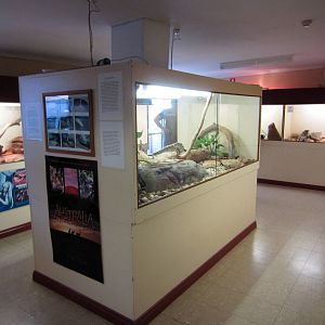 Reptile room