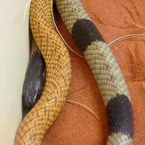 Mengden's Brown Snake (P. mengdeni)