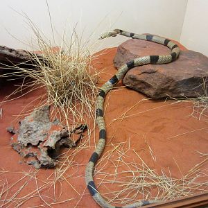 Mengden's Brown Snake (P. mengdeni)