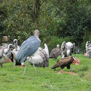 Feeding time marabus and vultures