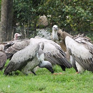 Feeding time vultures