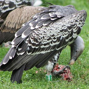 Ruppell's vulture