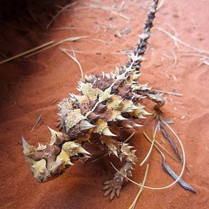 Thorny Devil