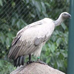 White-backed vulture