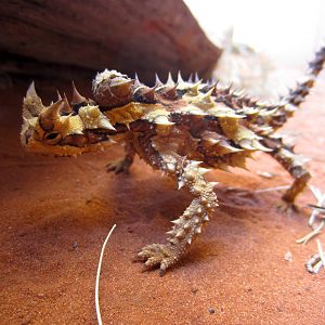 Thorny Devil