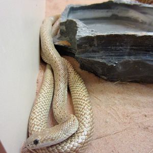 Speckled Brown Snake