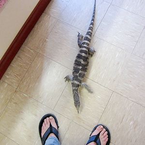 Free-ranging Spencers Monitor "Ruby"