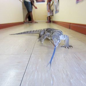 Free-ranging Spencers Monitor "Ruby"