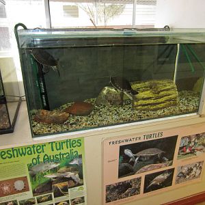 Turtle Tank