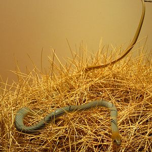Yellowfaced Whipsnake