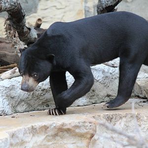 Sun Bear