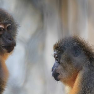 Golden-Bellied Mangaby