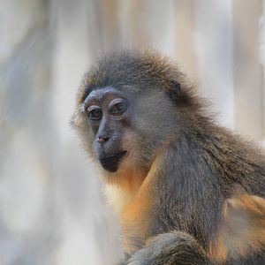 Golden-Bellied Mangaby