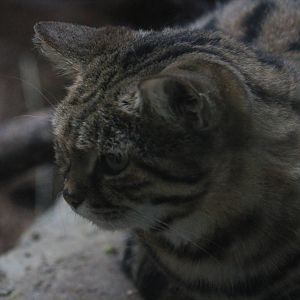 Black-footed Cat