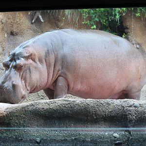 River Hippopotamus